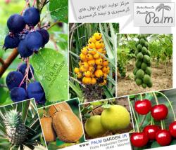 نهال میوه ارزان قیمت و با کیفیت 