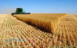 فروش جو سفید روسیه درجه یک