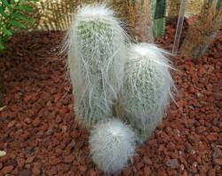 فروش کاکتوس کمیاب پیرمرد یا old man cactus 