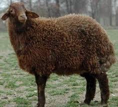 گوسفند زنده دام زنده  - تهران