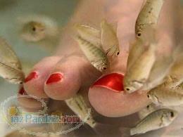 فروش ویژه دکتر ماهی یونیت و تجهیزات حرفه ای