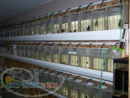 آموزش تکثیر و پرورش ماهیان زینتی  مدرک بین المللی رایگان 