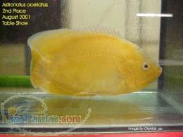 فروش اسکار لیمویی ولیمویی آلبینو یک بند»