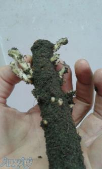 فروش بذر پالونیا شن تونگ