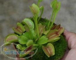 فروش اینترنتی و حضوری انواع گیاهان گوشت خوار 