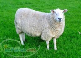 فروش انواع گوسفند زنده و کشتار به بهترین قیمت 