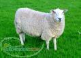 فروش انواع گوسفند زنده و کشتار به بهترین قیمت 