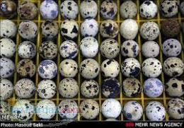 فروش تخم و گوشت بلدرچین ارزان 