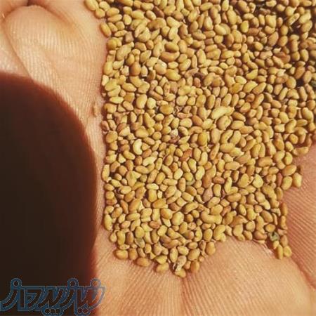 بذر یونجه پایه کوتاه و بذر یونجه پایه بلند