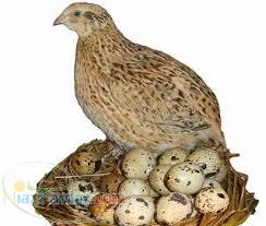 بلدرچین از جوجه تا مولد