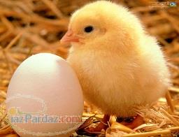 فروش جوجه یک روزه جهادی وبومی و دورگه 