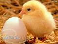 فروش جوجه یک روزه جهادی وبومی و دورگه 