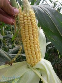 فروش ذرت علوفه ای دزفول