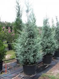 فروش فوق العاده نهال 