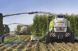 فروش ذرت علوفه ای