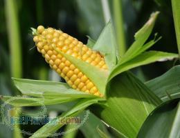 فروش بذر ذرت 