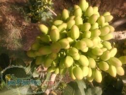 نهالستان پسته ایمان 