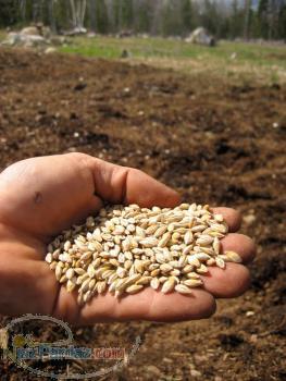 فروش جو عمده