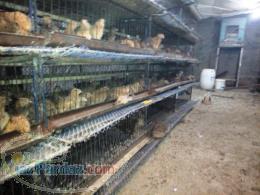 قفس دست دوم پرورش بلدرچین 