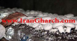 فروش خاک پوششی قارچ دکمه ای در ساری قم شیراز مشهد اصف - تهران