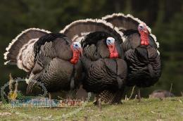 فروش جوجه بوقلمون محلی 