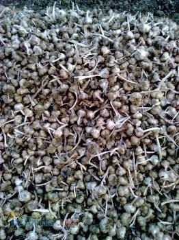 فروش سیر درجه یک همدان 