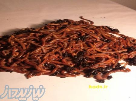 مشاوره پرورش کرم خاکی ، فروش کرم خاکی