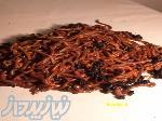 مشاوره پرورش کرم خاکی ، فروش کرم خاکی