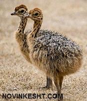 سی دی اموزشی پرورش شتر مرغ  طرح توجیهی  - تهران