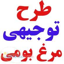 دانلود رایگان طرح توجیهی پرورش مرغ تخمگذار بومی