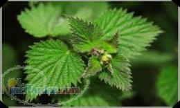 گزنه گیاه گزنه 