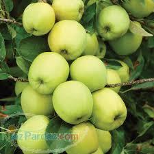 فروش نهال سیب لبنانی زرد