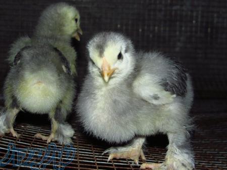 فروش جوجه برهما