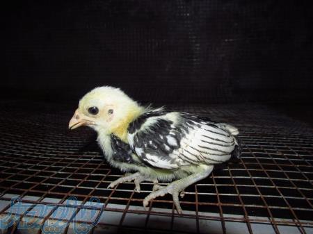 اگهی فروش جوجه مینیاتور پولکی(سبرایت)