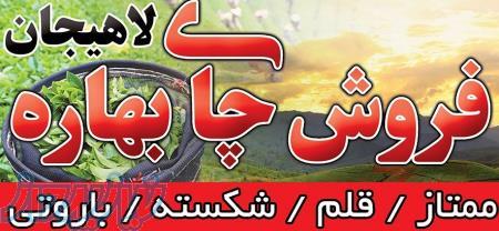 فروش چای بهاره لاهیجان