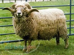 فروش گوشت گوسفندی 