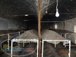 مزاياي پرورش کرم خاکي