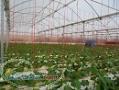 فروش سازه گلخانه ای 