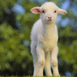 فروش گوسفند زنده با وزن دقیق وشبانه روزی09214925385  - تهران