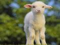فروش گوسفند زنده با وزن دقیق وشبانه روزی09214925385  - تهران
