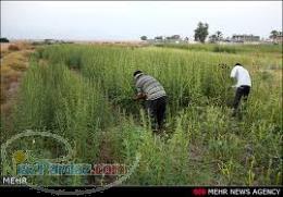 خرید و فروش کنجد 