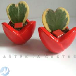 فروش کاکتوس (آرتمیس کاکتوس)