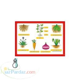 فروش ویژه انواع پوستر های آموزشی با نازلترین قیمت 