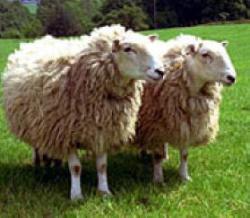 فروش گوسفند زنده با قصاب در محل  - تهران