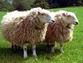 فروش گوسفند زنده با قصاب در محل  - تهران