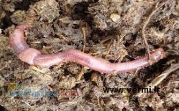 فوايد کرم خاکي