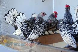 فروش جوجه های سبرایت اصیل 