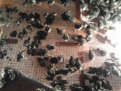 جوجه بلدرچین  پرورش بلدرچین  جوجه بلدرچین 