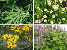 بذر گیاهان دارویی 