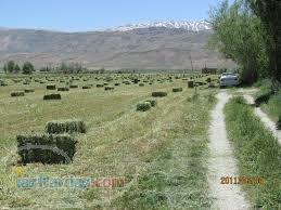 فروش یونجه کلش کاه کاه لوبیا کاه عدس ارسال به تمام نقاط کشور 